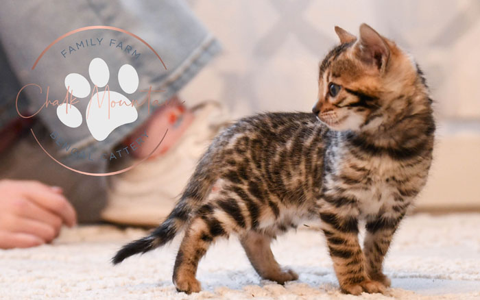 Bengal kitten for sale